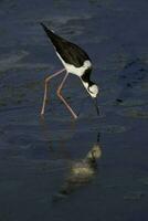 Süd- Stelze, Himantopus melanurus im Flug, la Pampa Provinz, Patagonien, Argentinien foto