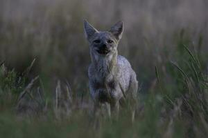 Fuchs im Pampas Wiese , la Pampa Provinz, Patagonien, Argentinien. foto