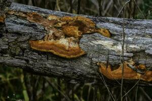 Orange Pilz auf das Kofferraum von ein Baum, la Pampa Provinz, Patagonien, Argentinien. foto