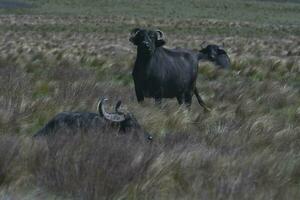 Wasser Büffel, Bubalus Bubalis, Spezies eingeführt im Argentinien, la Pampa Provinz, Patagonien. foto