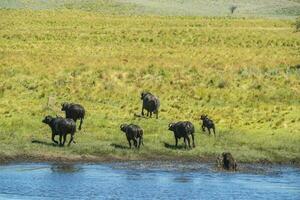 Wasser Büffel, Bubalus Bubalis, Spezies eingeführt im Argentinien, la Pampa Provinz, Patagonien. foto