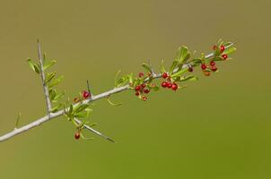 wild Obst im halb desertic Umfeld, calden Wald, la Pampa Argentinien foto