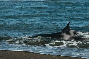 Orca Jagd Meer Löwen, punta norte Natur Reservieren, Halbinsel Valdes, Patagonien Argentinien foto