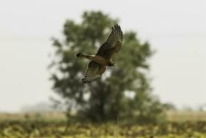 cinerous Harrier, Zirkus cinereus, la Pampa, Argentinien foto