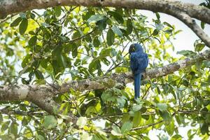 Hyazinthe Ara im Wald Umgebung, Pantanal Wald, mato Grosso, Brasilien. foto