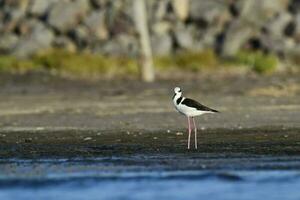 Süd- Stelze, Himantopus melanurus im Flug, la Pampa Provinz, Patagonien, Argentinien foto