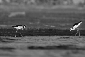 Süd- Stelze, Himantopus melanurus ,la Pampa Provinz, Patagonien, Argentinien foto