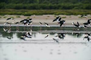 Süd- Stelze, Himantopus melanurus im Flug, ansenuza National Park, Cordoba Provinz, Argentinien foto