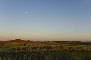 Pampas Gras Landschaft, la Pampa Provinz, Patagonien, Argentinien. foto