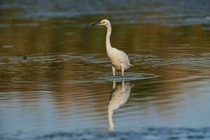 schneebedeckt Reiher, Egretta Thula , gehockt, la Pampa Provinz, Patagonien, Argentinien. foto