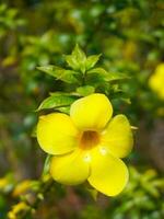 Terompete emas oder Allamanda kathartica foto