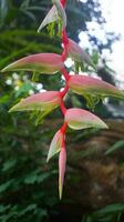 Heliconia blüht im Garten foto