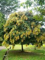 Pohon saputangan oder maniltoa Grandiflora foto