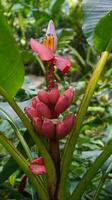 Pisang Merah oder musa velutina foto