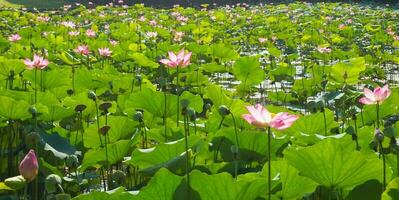 Teratai oder Seerose oder Gattung Nelumbo foto