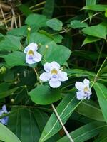 Thunbergia Grandiflora im das Garten foto