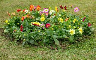 bunt Blume Bett und Grün Gras foto