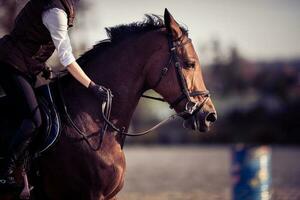 Mädchen klopfen Pferd nach Ausbildung. Pferdesport Thema. foto