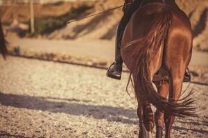 Pferd Fahrer Erwärmen oben auf Reiten Bereich beim Sonnenuntergang. Pferdesport Thema. foto