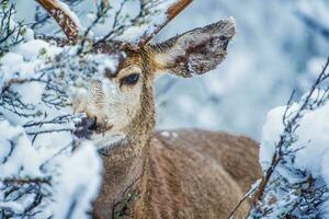 Maultier Hirsch im Winter Wald foto