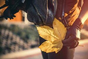 Pferd Nase und Herbst Blatt. Herbst Thema. Reiter. foto