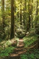 Wald Ausgangspunkt. Natur Thema. foto