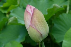 Lotus Blume Kopf foto