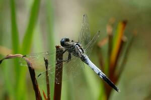 Libelle auf Schilf foto