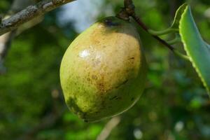 frisch Obst auf Baum foto