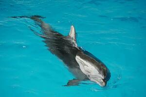 Delfin Schwimmen auf Oberfläche foto
