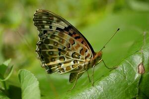 Schmetterling auf Blatt foto