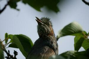 Singvogel im Baum foto