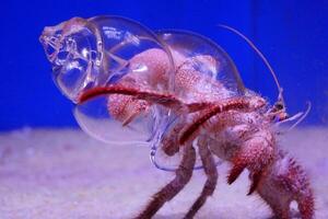 Einsiedler Krabbe im ein Glas Schale foto