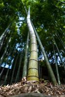 Bambusbaum in Kamakura in Japan