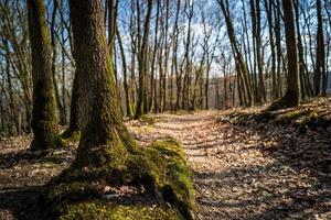 ein Trail in den Wäldern von Boppard