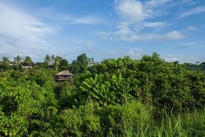die Campuhan Gratwanderung in Ubud auf Bali foto
