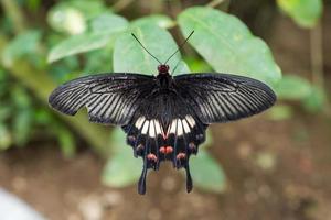 Schmetterling im Bali Butterfly Park foto