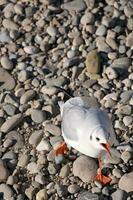 Möwe auf Kieselstein Strand foto