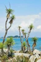 Seelandschaft mit Pflanzen und türkis Meer foto