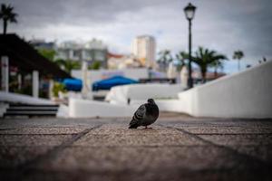 Taube in Puerto de la Cruz auf Teneriffa foto