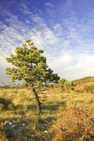 einsam Kiefer Baum foto