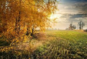 Herbst im das Feld foto