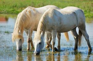 Weiß Pferde im ein Teich foto