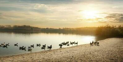 Gänse auf das Teich foto