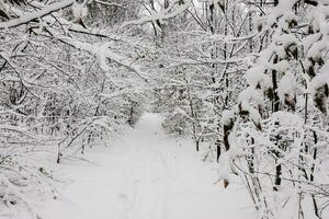 Pfad mit Menge von Schnee im ein Wald während Wandern foto