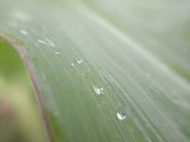 Grün Pflanze Textur nach Regen foto