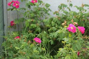 Blumen wuchs im Sommer- im das Garten im das Dorf foto