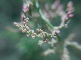 Wildblumen blühte im das Landschaft foto