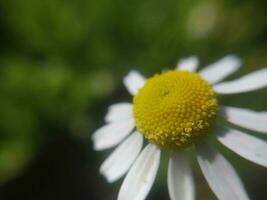 Wildblumen blühte im das Landschaft foto