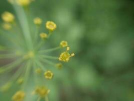 Sommer- Blume Nahansicht im das Garten foto